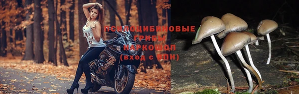 винт Новозыбков